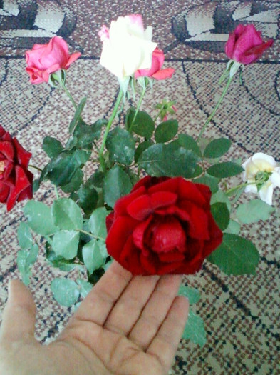 30 sept 2012-flori 055 - trandafiri de gradina