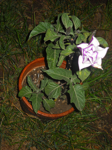 29 Sept. - Datura-2012-2020 Bugmanisia