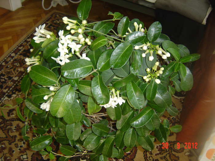 Picture 488 - 0- STEPHANOTIS