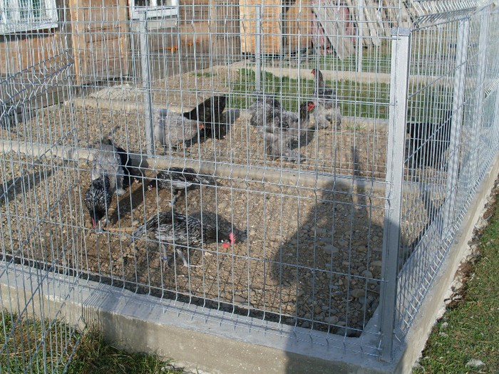 SDC11472; tineret de brahma albastru,negru si andaluzi
