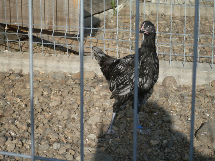 SDC11488; puicuta de andaluz
