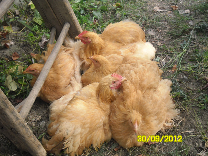 SAM_0828 - tineret cochinchina galben 2012