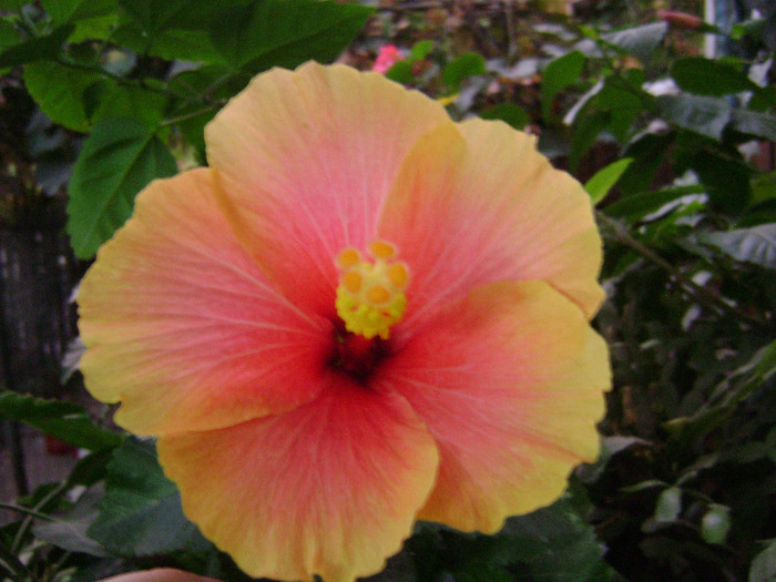 DSC09273 - hibiscus 2012