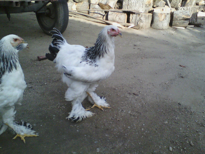 IMG10090 - 8 -Brahma Herminat Deschis 2012