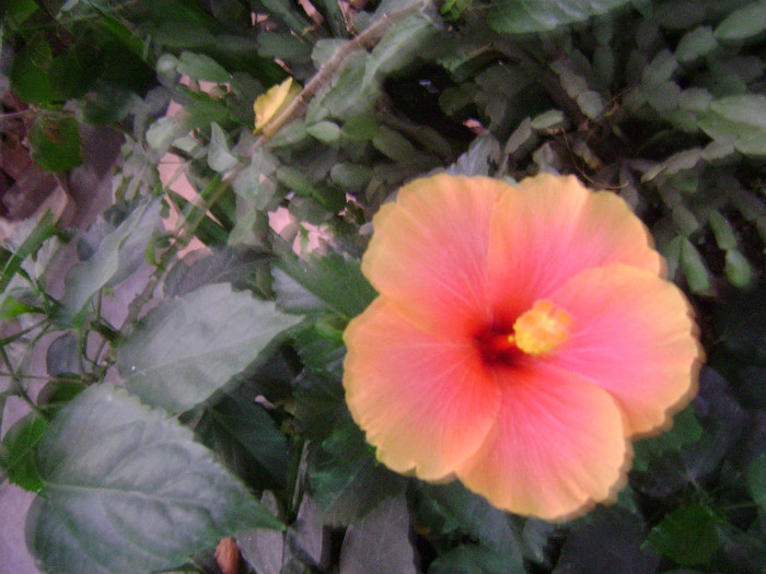 DSC09274 - hibiscus 2012