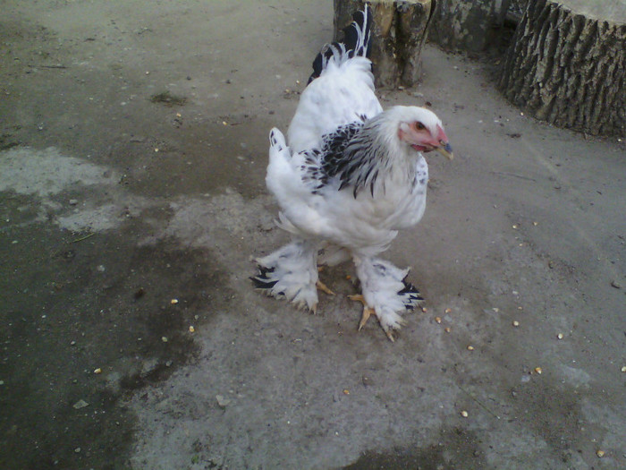 IMG10093 - 8 -Brahma Herminat Deschis 2012