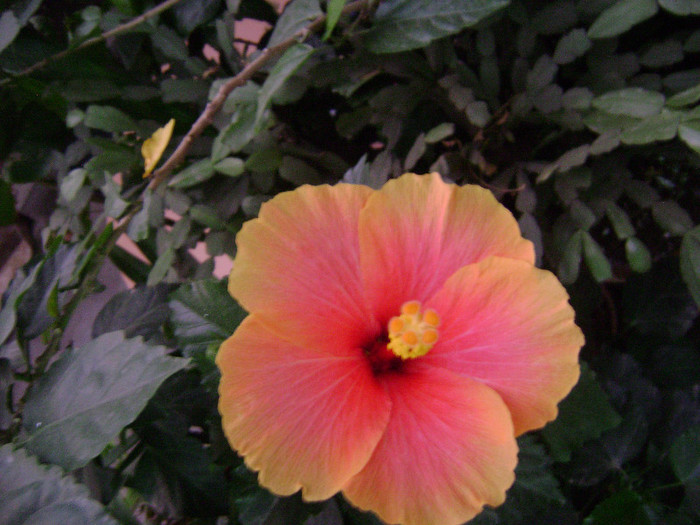 DSC09275 - hibiscus 2012