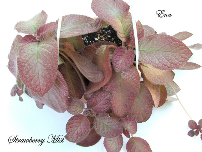 Strawberry Mist