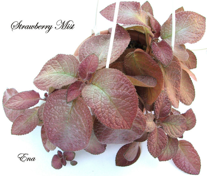 Strawberry Mist