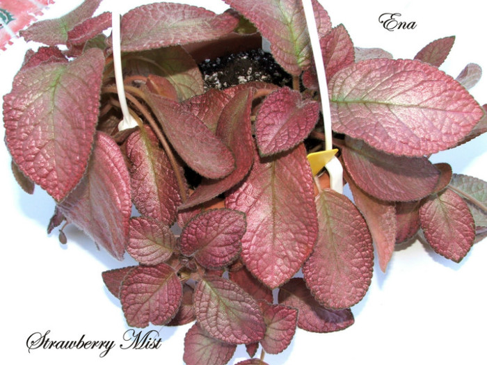 Strawberry Mist