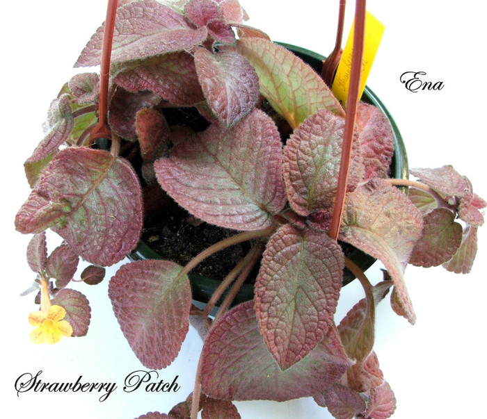 Strawberry Patch