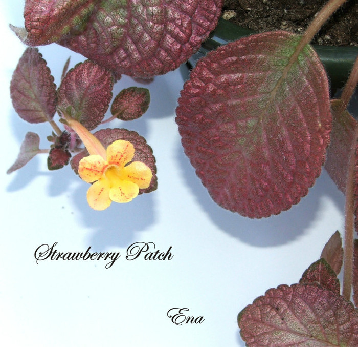Strawberry Patch