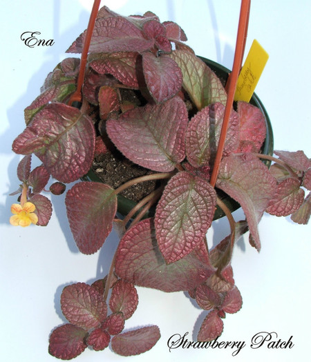 Strawberry Patch
