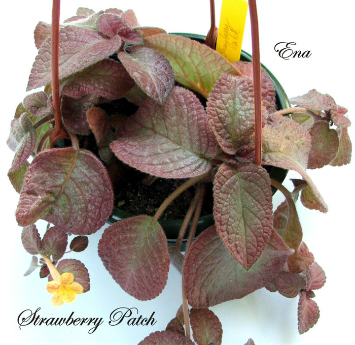 Strawberry Patch