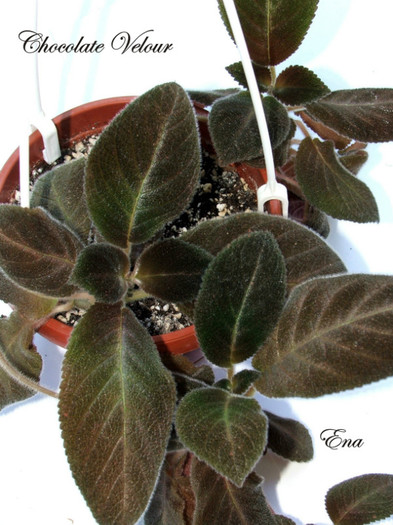 Chocolate Velour