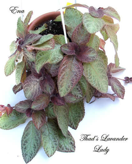 Thad's Lavander Lady