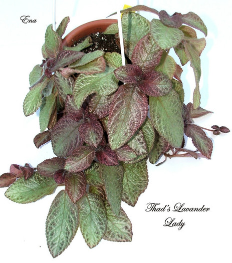 Thad's Lavander Lady
