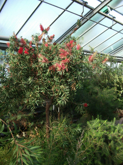 callistemon - Gradina Botanica