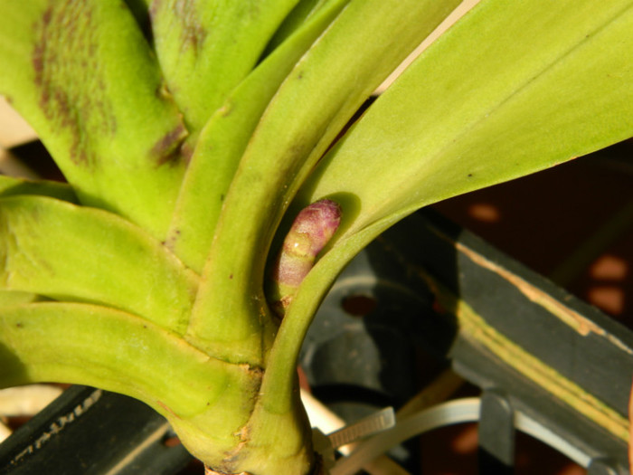 DSCN0959 - Vandachostylis Colmarie Black Beauty