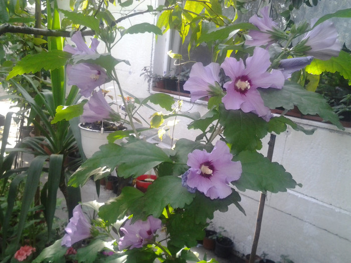 2012-09-11 09.54.32 - hibiscus de gradina