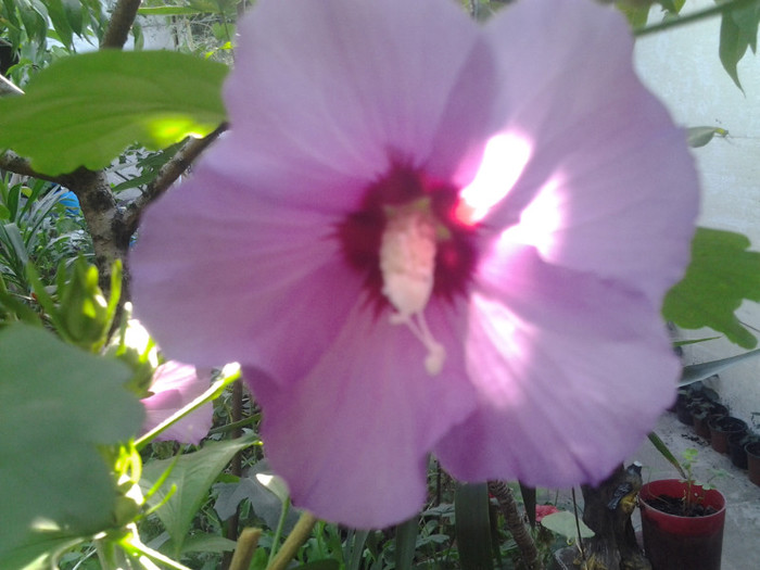 2012-09-07 09.08.38 - hibiscus de gradina