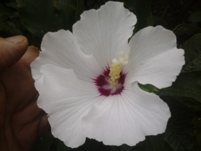 2012-09-07 09.09.24 - hibiscus de gradina
