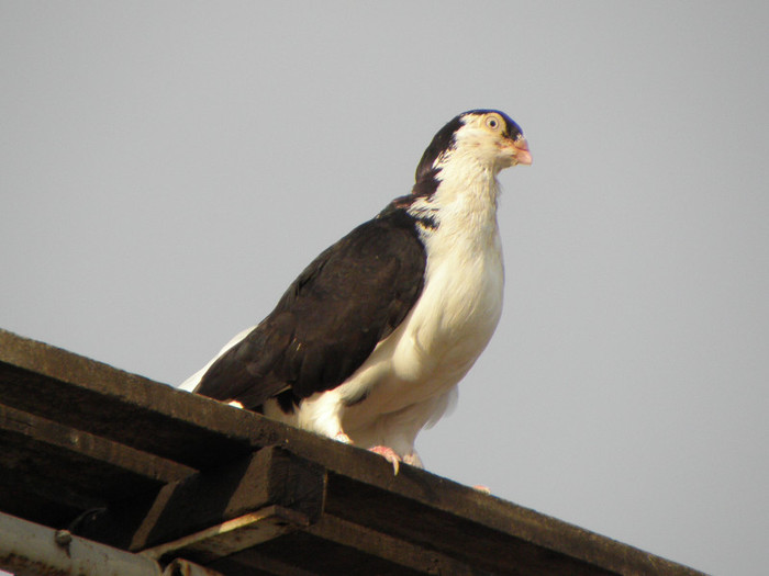 P9290236