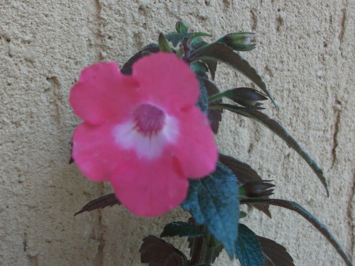 Rosy Frost - Achimenes  2012