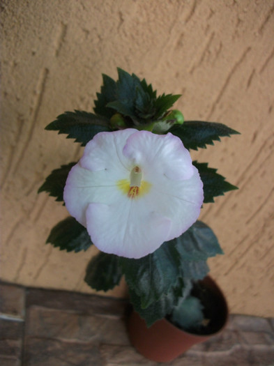 069 - Achimenes  2012