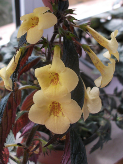 Yellow Beauty - Achimenes  2012