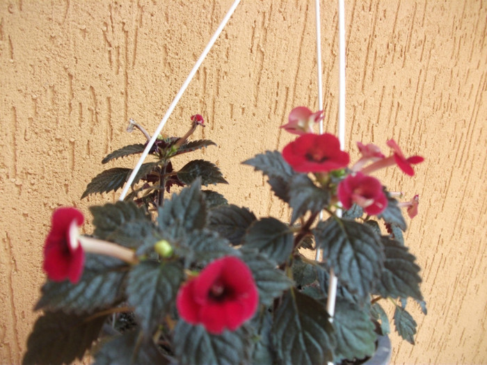 Petitte Fadette - Achimenes  2012