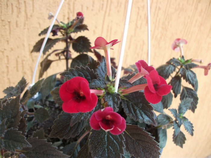 175 - Achimenes  2012