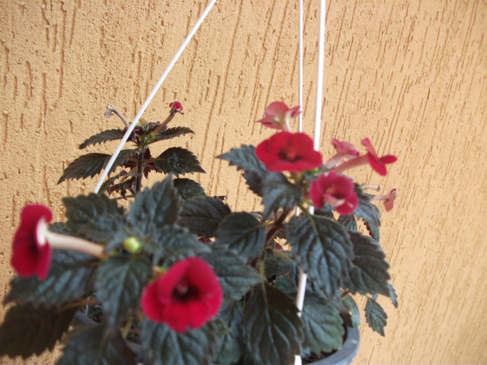 176 - Achimenes  2012