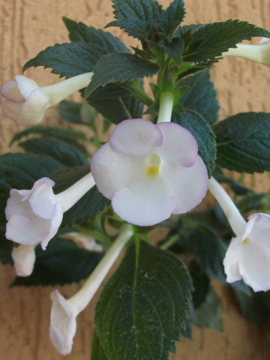 096 - Achimenes  2012