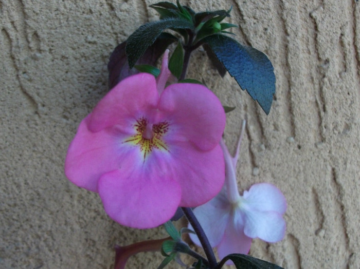 Painted Lady - Achimenes  2012