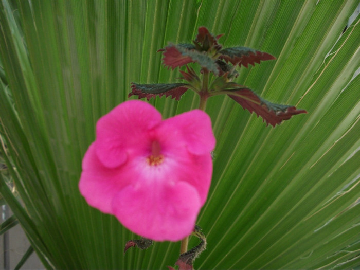 Watterlow Triumph - Achimenes  2012