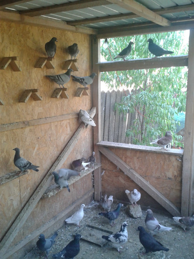 2012-09-29 12.22.54 - 2_cusca porumbeilor