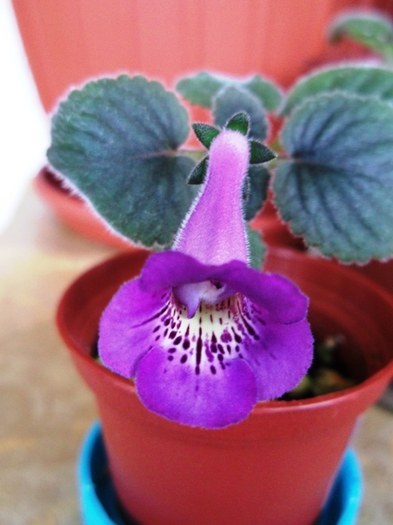 HCY's Aries - Mini Sinningia