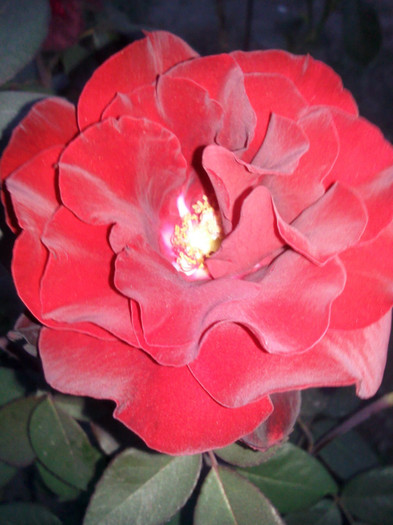 Photo0943 - valul III de inflorire