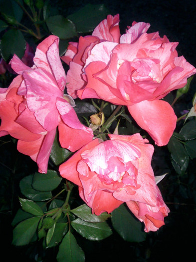 Photo0944 - valul III de inflorire