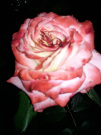 Photo0950 - valul III de inflorire