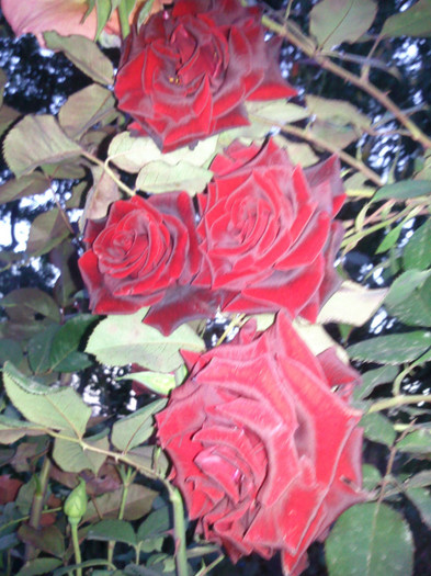 Photo0952 - valul III de inflorire