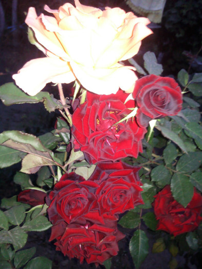 Photo0955 - valul III de inflorire