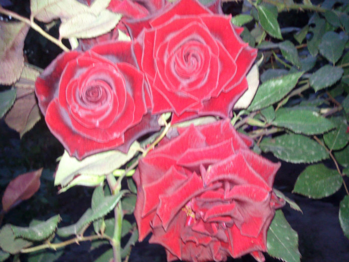 Photo0956 - valul III de inflorire