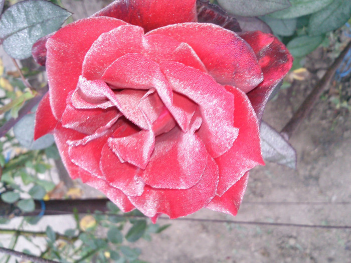 Photo0957 - valul III de inflorire