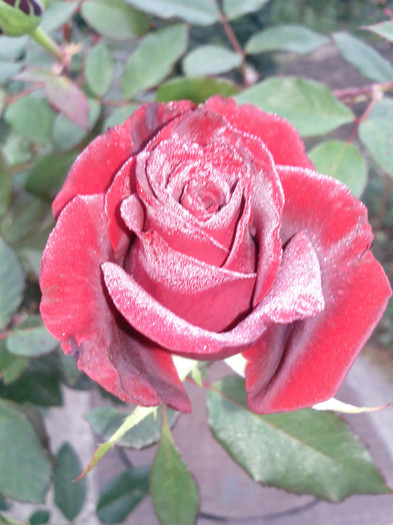 Photo0958 - valul III de inflorire