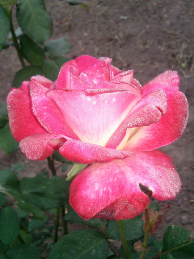 Photo0959 - valul III de inflorire