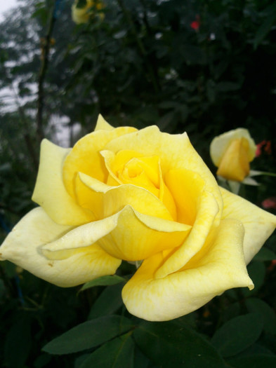 Photo0960 - valul III de inflorire