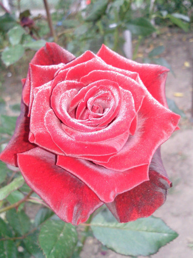 Photo0961 - valul III de inflorire