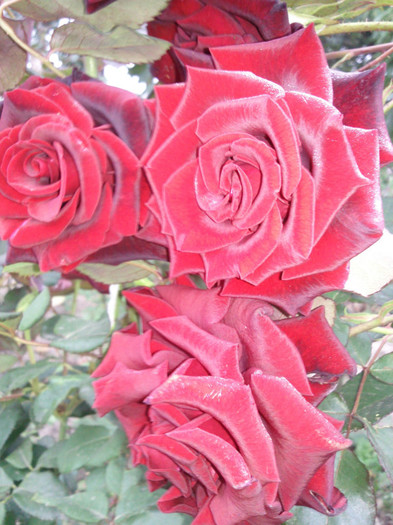 Photo0962 - valul III de inflorire